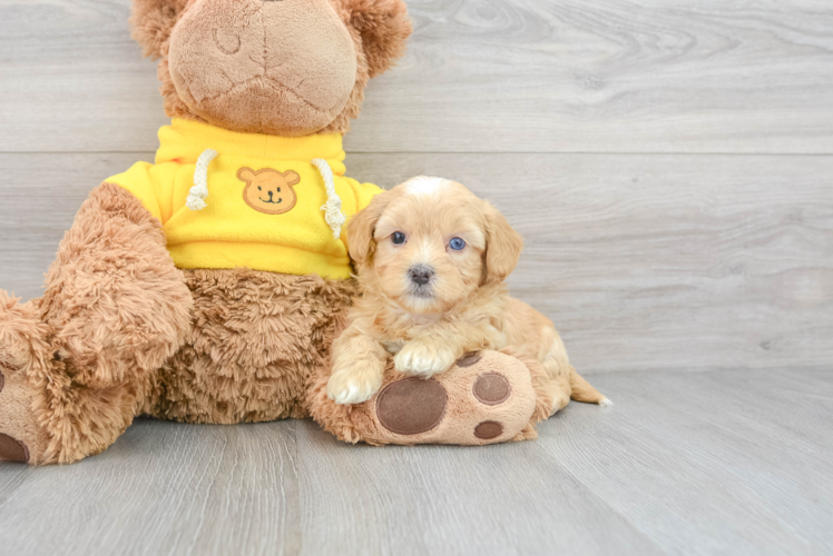 Happy Shih Poo Baby