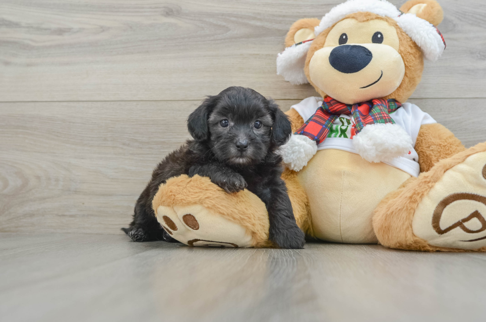 5 week old Shih Poo Puppy For Sale - Premier Pups