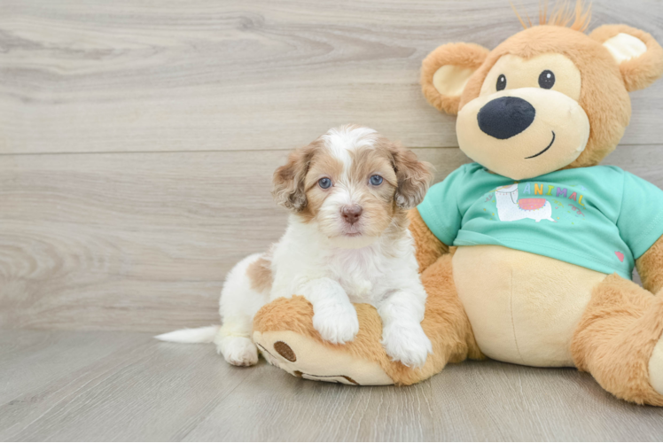 Best Shih Poo Baby