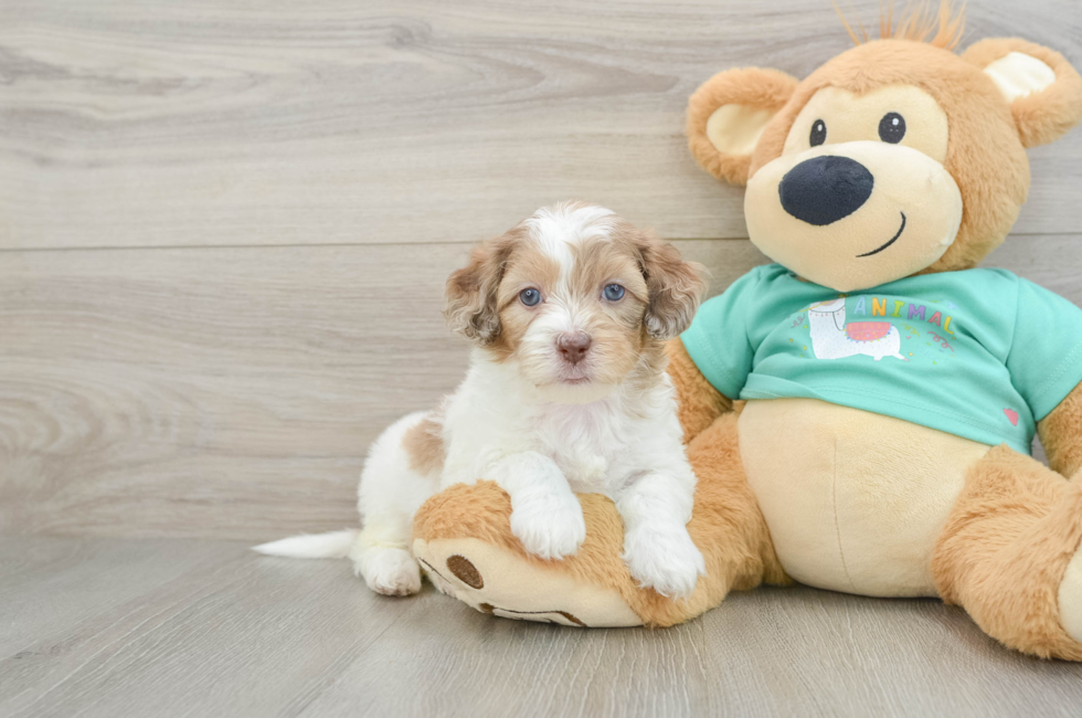 6 week old Shih Poo Puppy For Sale - Premier Pups