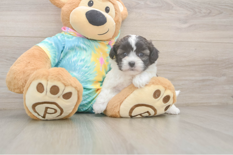 Playful Shih Poo Poodle Mix Puppy