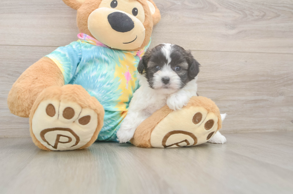5 week old Shih Poo Puppy For Sale - Premier Pups