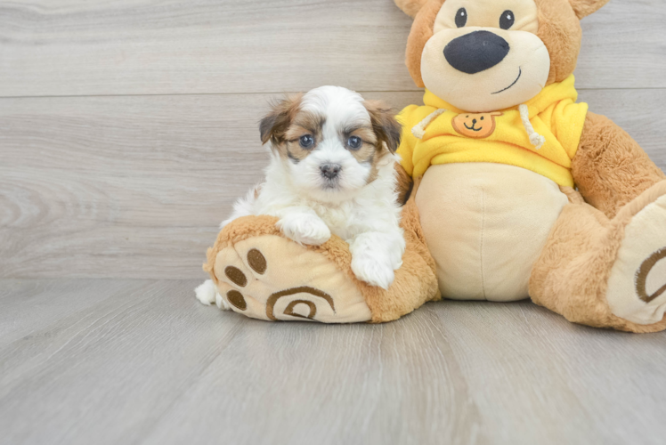 Little Shih Poo Poodle Mix Puppy