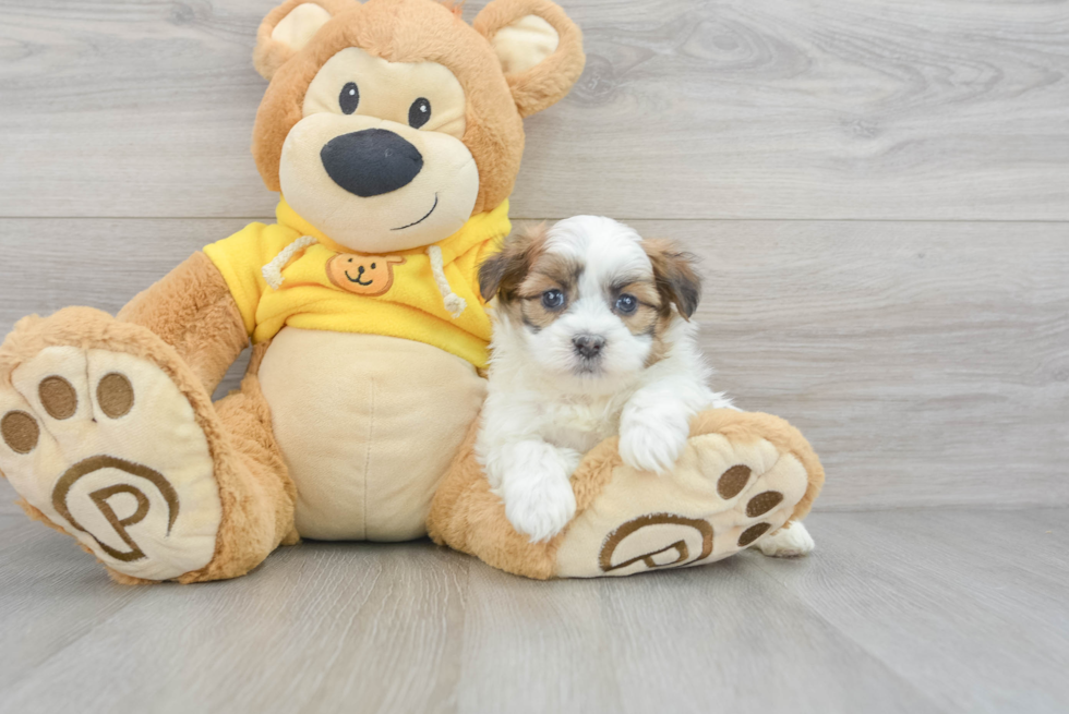 Cute Shih Poo Baby