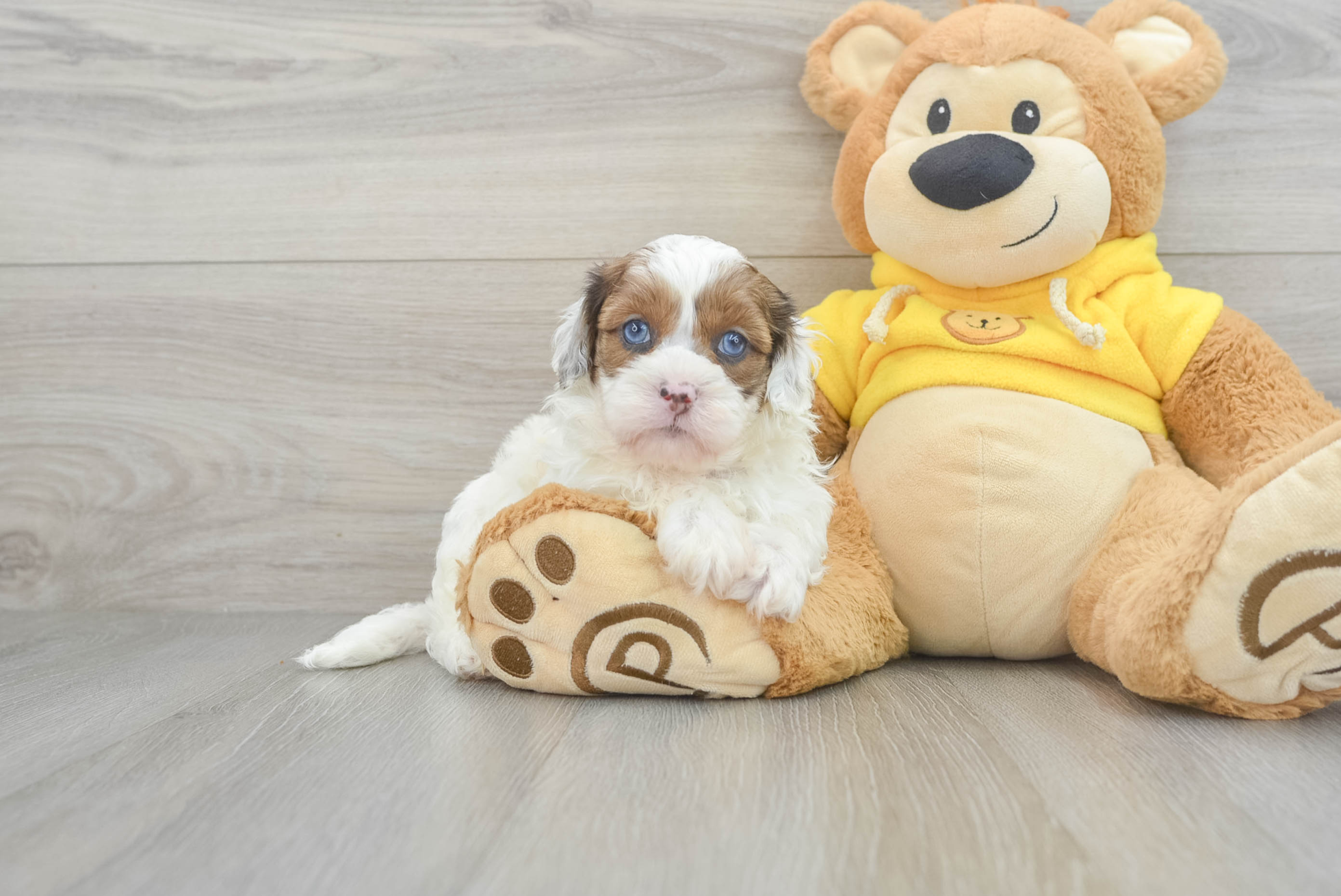 Happy Shih Poo Nas: 5lb 3oz Doodle Puppy