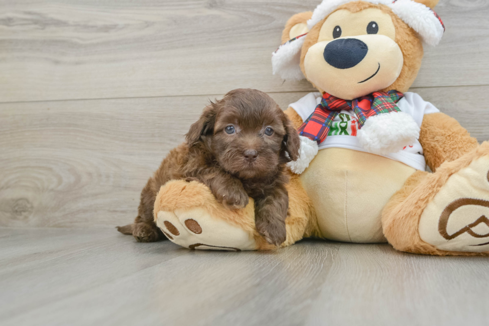 Shih Poo Pup Being Cute