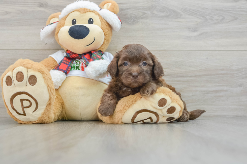 5 week old Shih Poo Puppy For Sale - Premier Pups