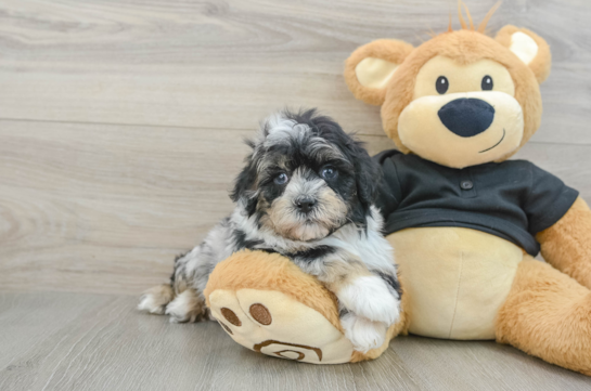 Shih Poo Pup Being Cute