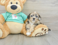 5 week old Shih Poo Puppy For Sale - Premier Pups