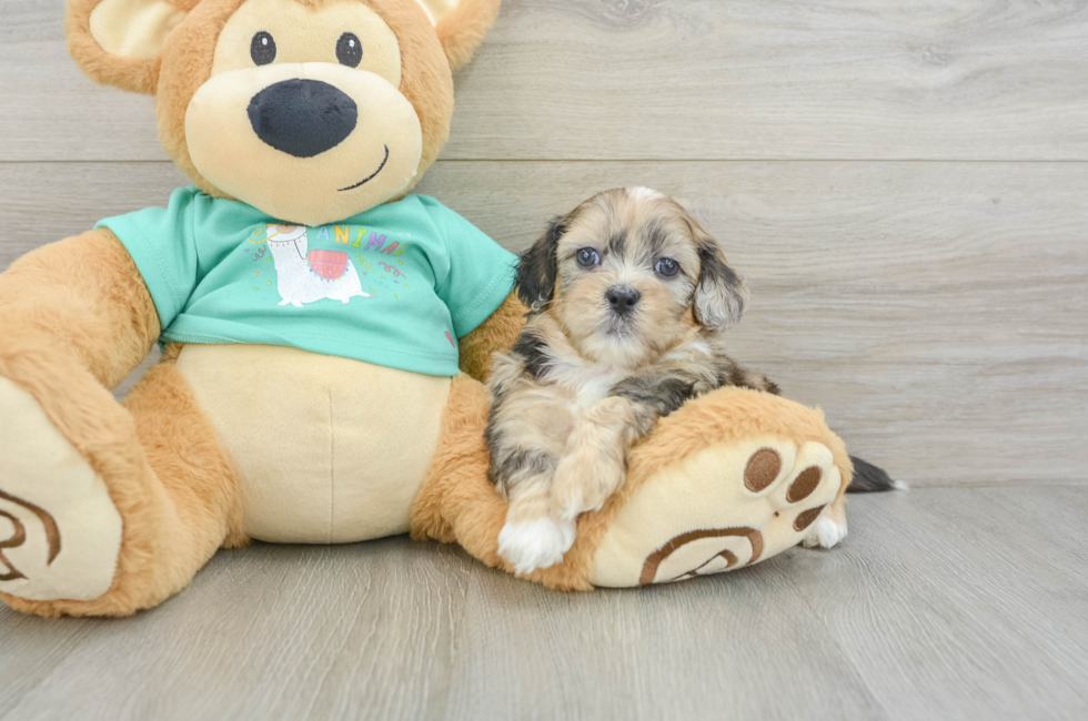 6 week old Shih Poo Puppy For Sale - Premier Pups