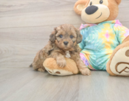 7 week old Shih Poo Puppy For Sale - Premier Pups