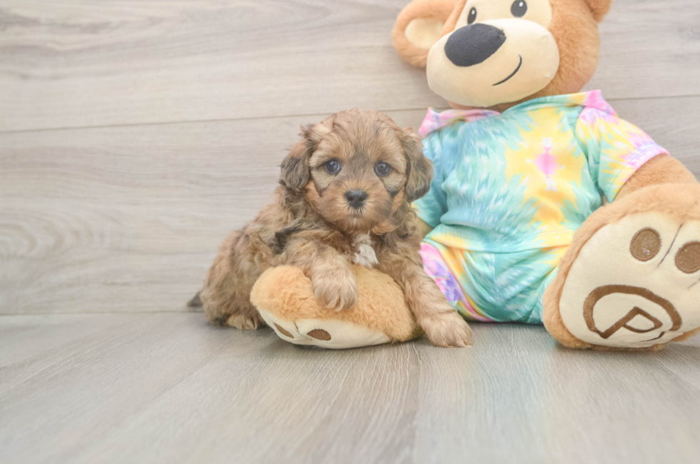 5 week old Shih Poo Puppy For Sale - Premier Pups
