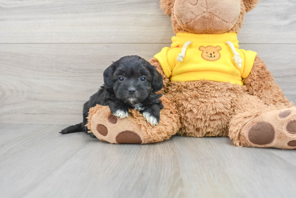 Shih Poo Puppy for Adoption