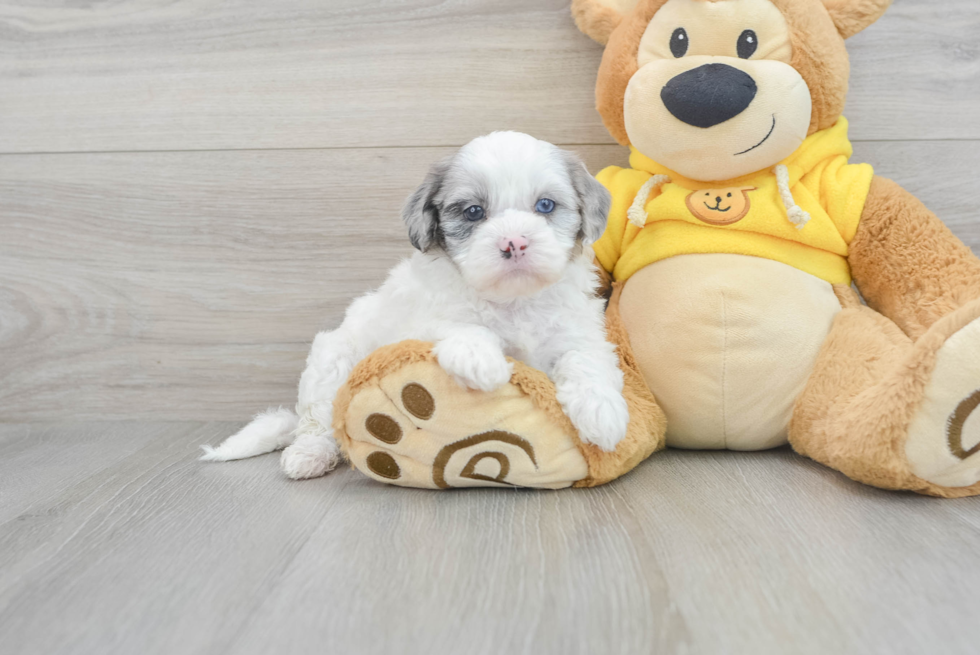 Shih Poo Puppy for Adoption