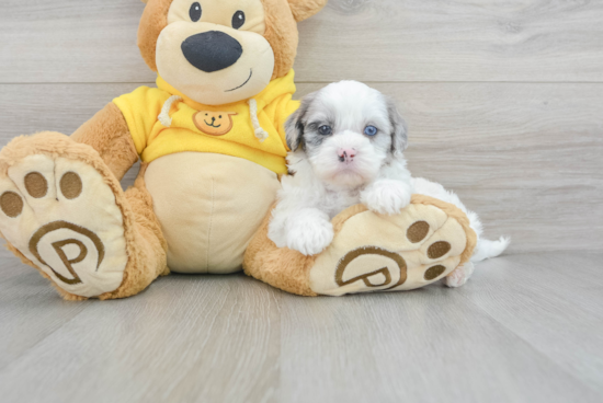 Smart Shih Poo Poodle Mix Pup