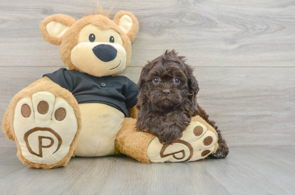 5 week old Shih Poo Puppy For Sale - Premier Pups