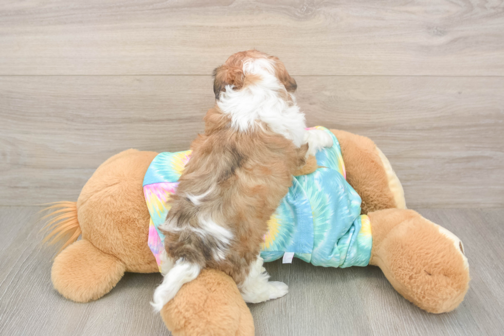 Shih Poo Pup Being Cute