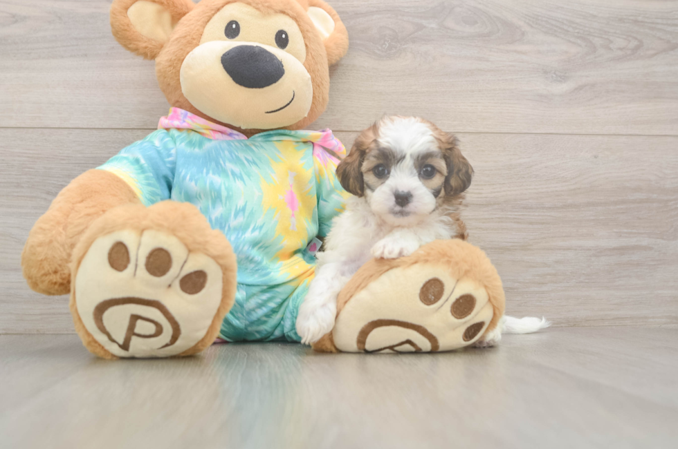 5 week old Shih Poo Puppy For Sale - Premier Pups