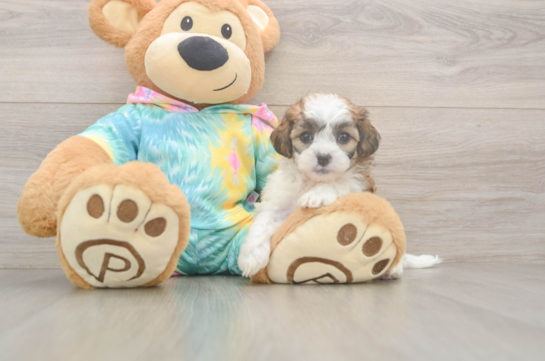 Cute Shih Poo Baby