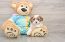 Shih Poo Puppy for Adoption