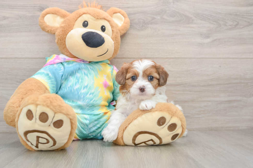 Shih Poo Puppy for Adoption