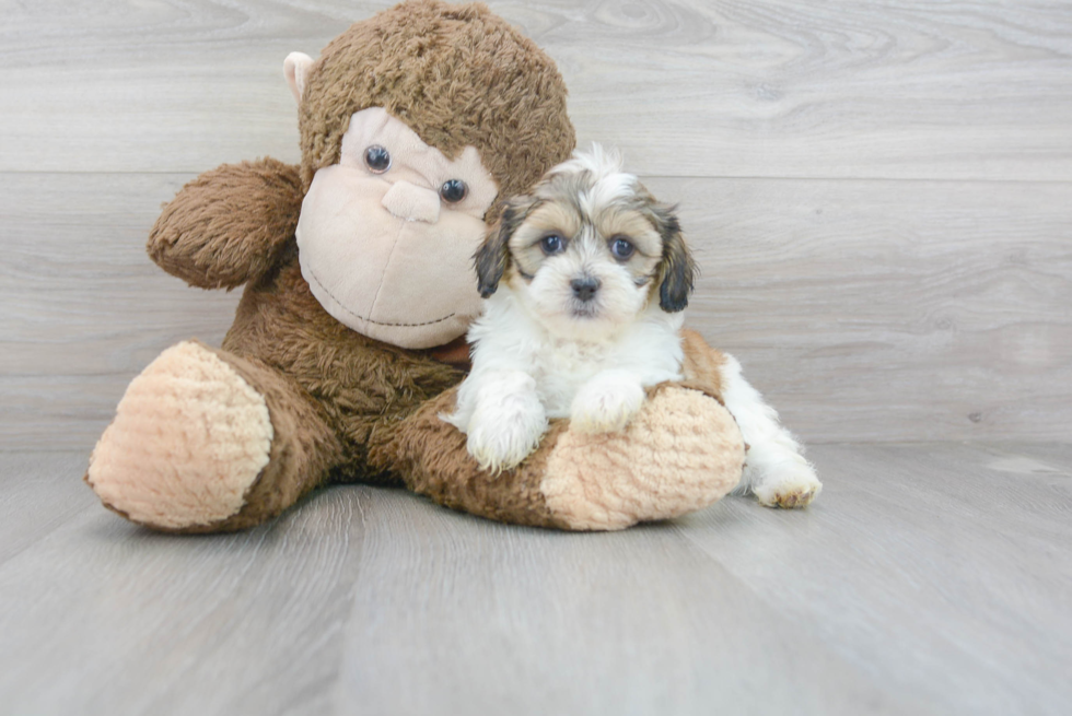 Funny Shih Poo Poodle Mix Pup