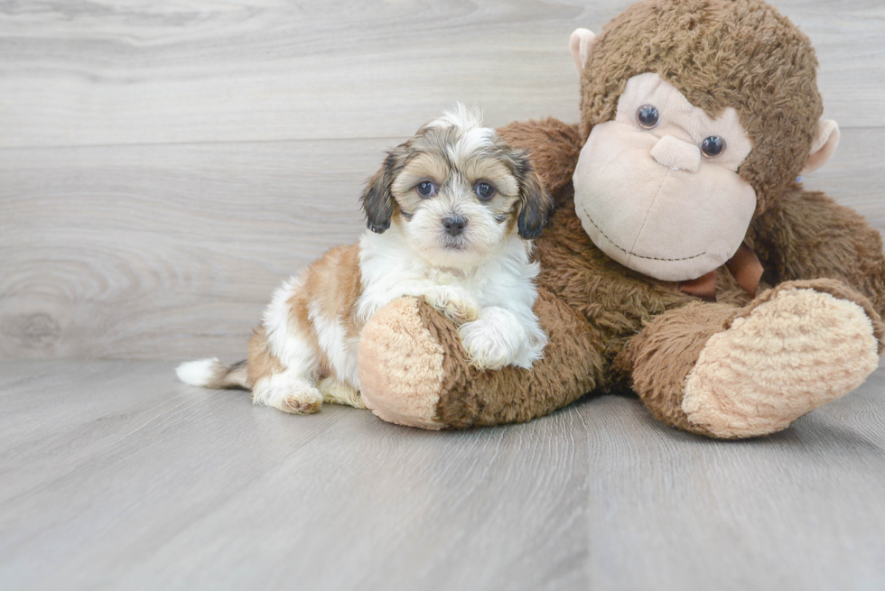 Shih Poo Puppy for Adoption