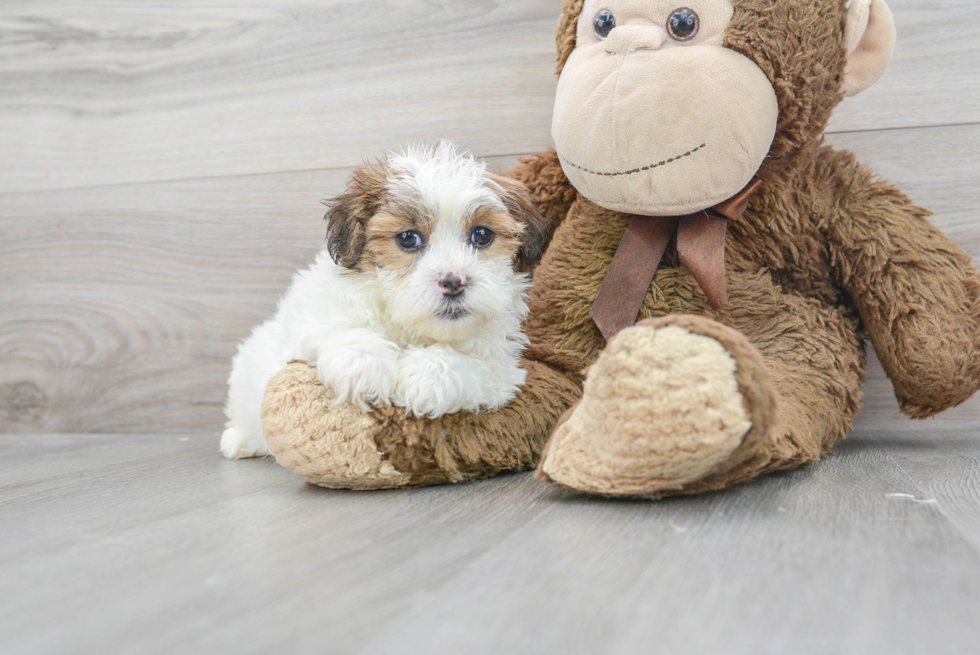 Smart Shih Poo Poodle Mix Pup