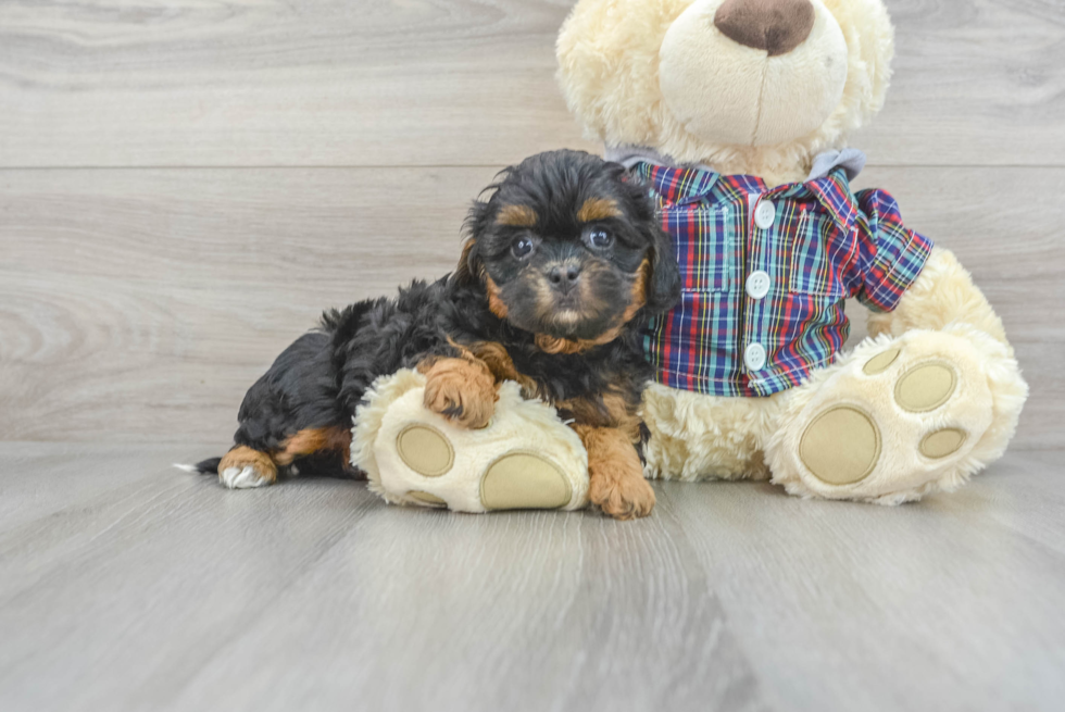 Smart Shih Poo Poodle Mix Pup