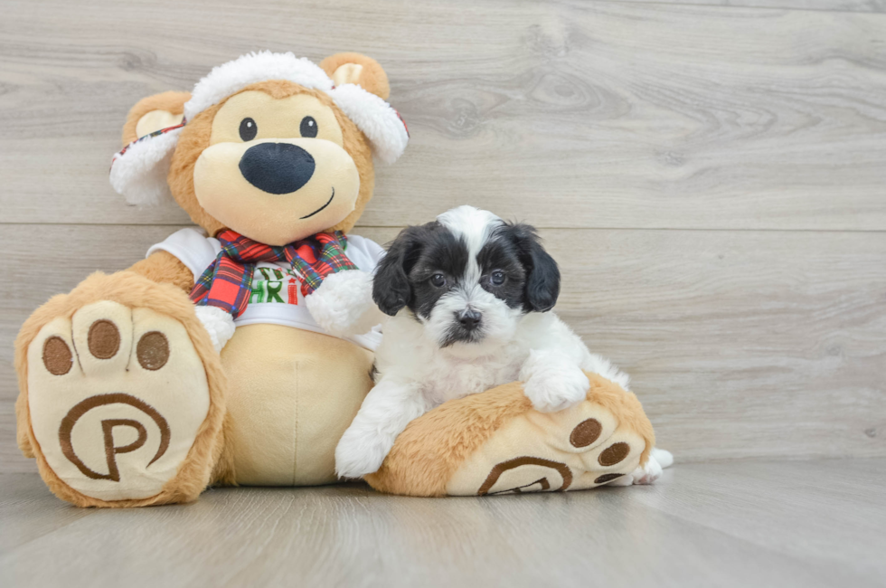 5 week old Shih Poo Puppy For Sale - Premier Pups