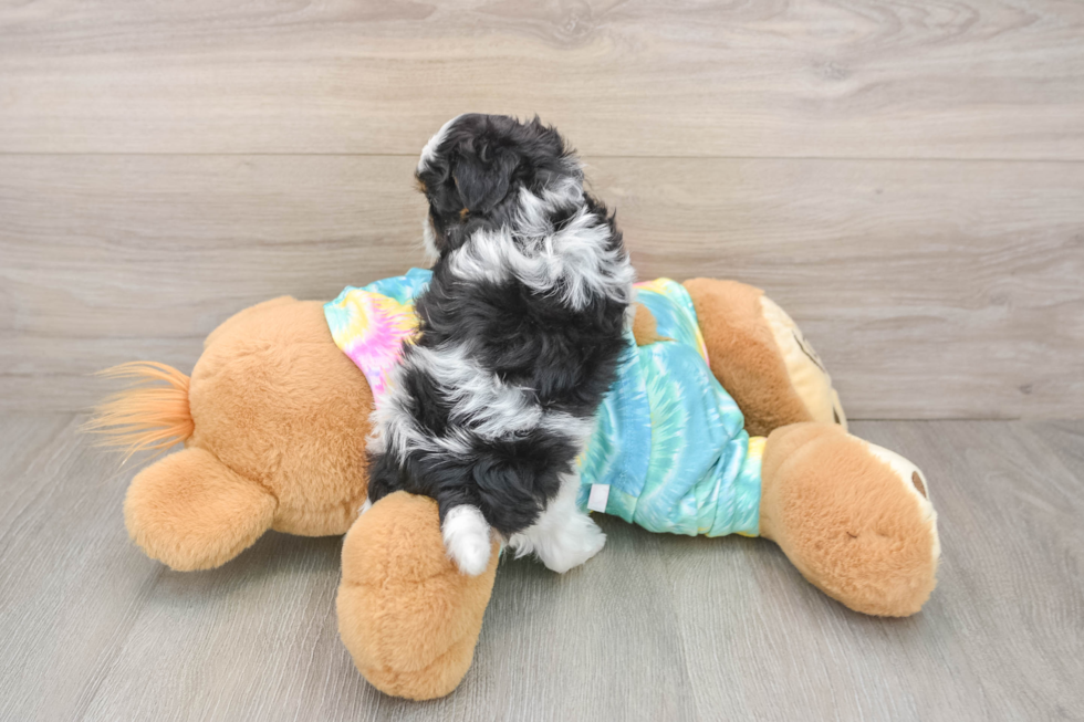 Best Shih Poo Baby