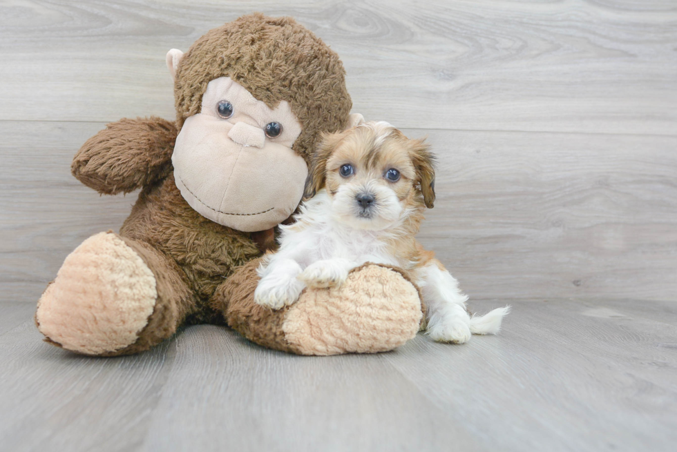 Cute Shih Poo Baby