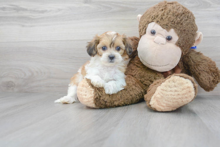 Cute Shih Poo Poodle Mix Pup