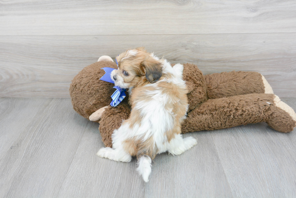 Shih Poo Pup Being Cute
