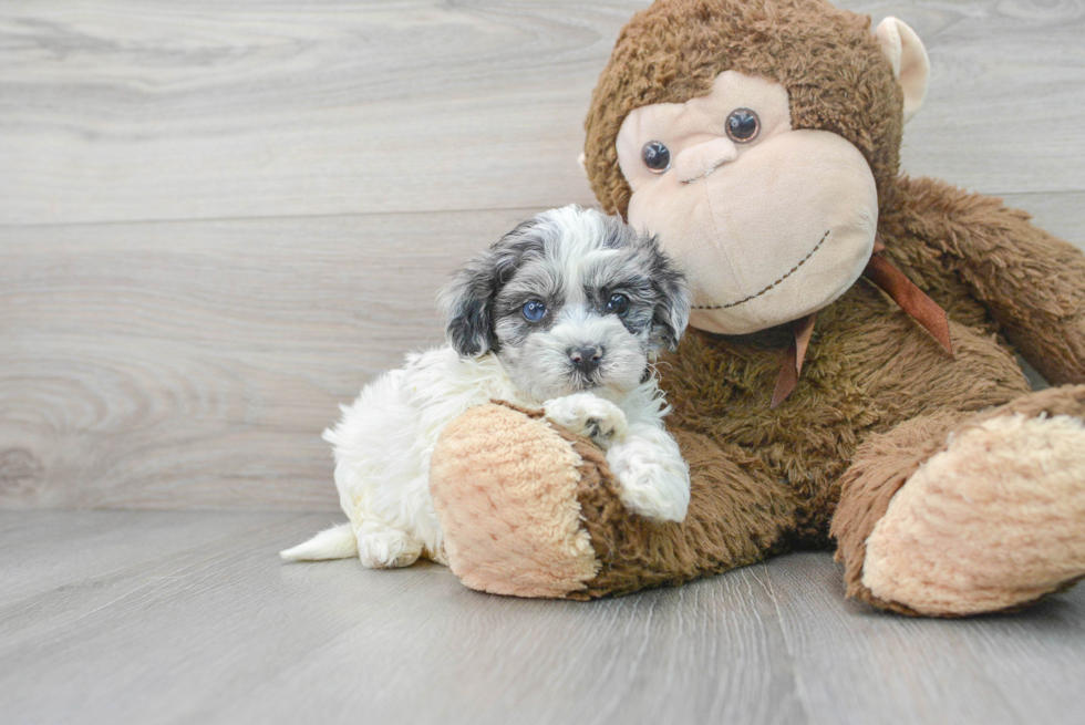 Shih Poo Pup Being Cute