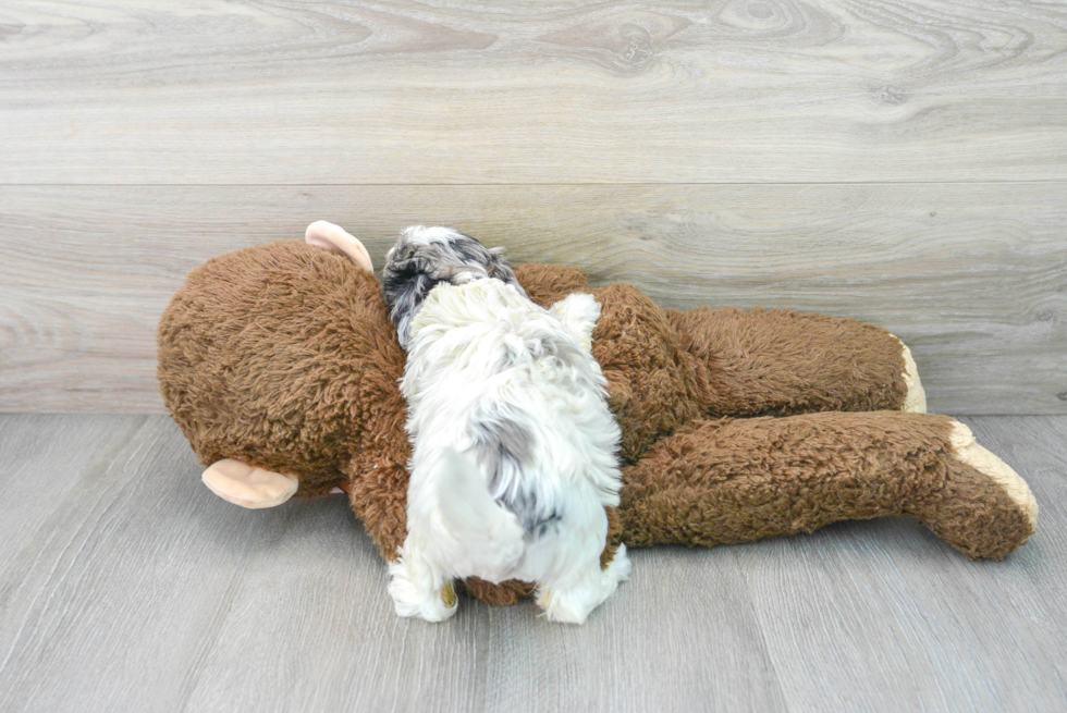 Shih Poo Puppy for Adoption