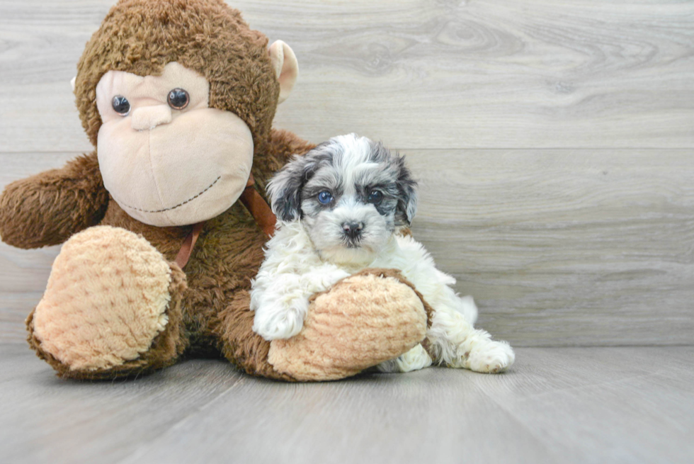 Playful Shihpoo Poodle Mix Puppy