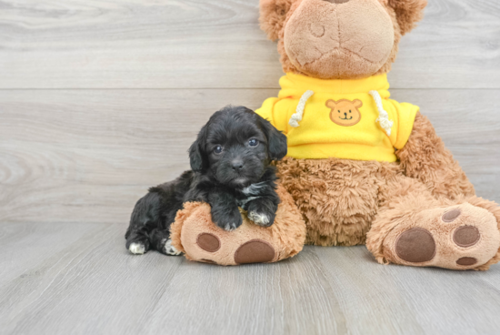 Energetic Shih Poo Poodle Mix Puppy