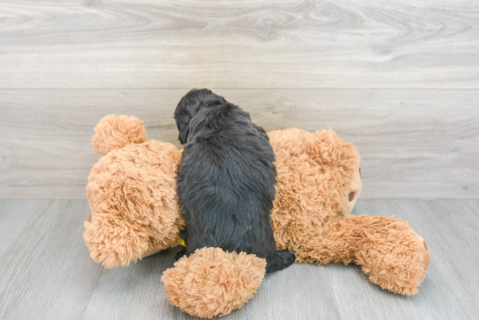 Adorable Shih Poo Poodle Mix Puppy