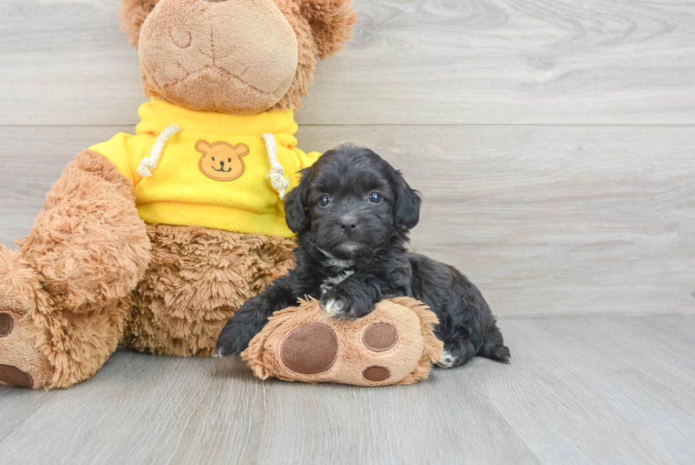 Shih Poo Puppy for Adoption