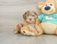 5 week old Shih Poo Puppy For Sale - Premier Pups