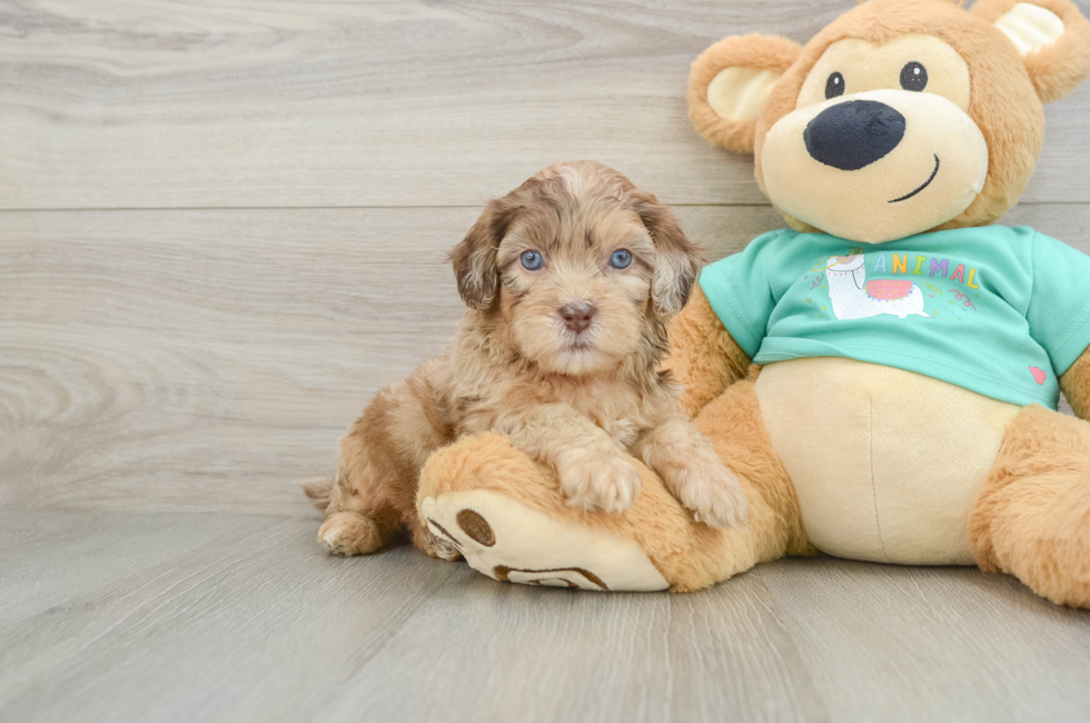 6 week old Shih Poo Puppy For Sale - Premier Pups