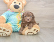 6 week old Shih Poo Puppy For Sale - Premier Pups