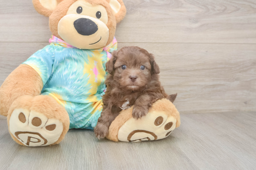 5 week old Shih Poo Puppy For Sale - Premier Pups