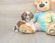 7 week old Shih Poo Puppy For Sale - Premier Pups