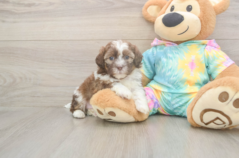5 week old Shih Poo Puppy For Sale - Premier Pups