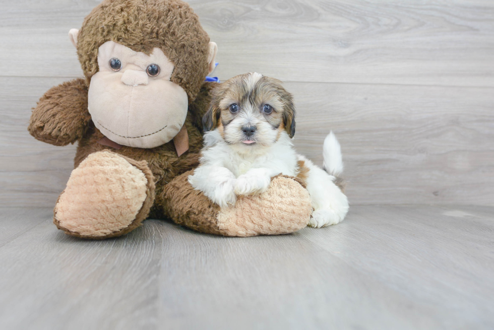 Best Shih Poo Baby