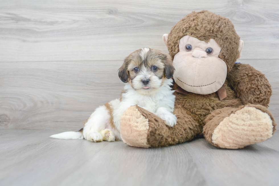 Best Shih Poo Baby