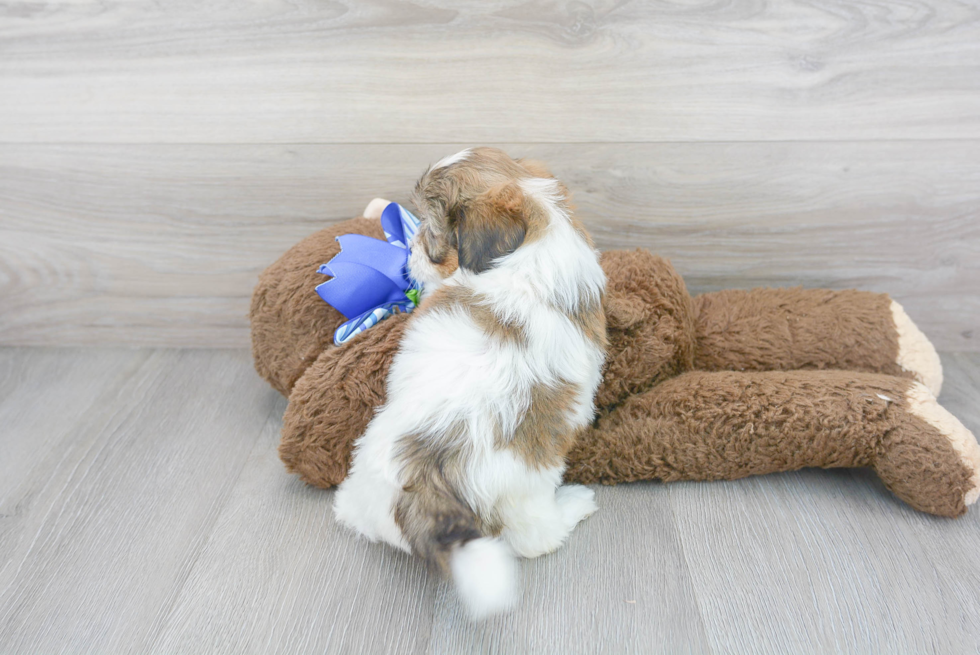 Energetic Shih Poo Poodle Mix Puppy