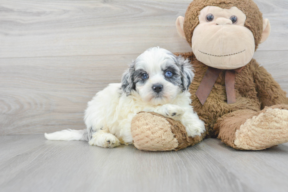 Small Shih Poo Baby